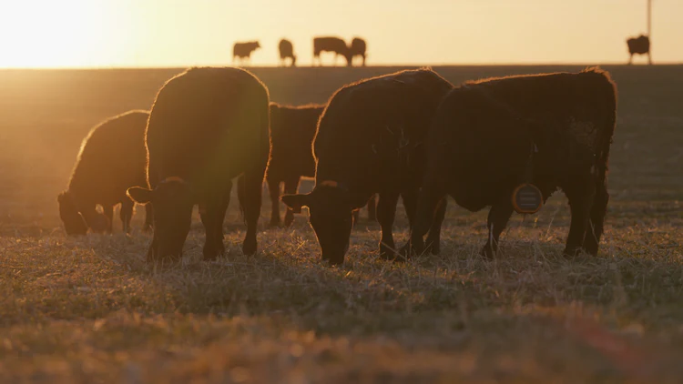 cattle golden hour on Hack Your Health